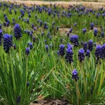 Spring flowers in Turkmenistan: snake onion among yellow Gagea in a mountain meadow