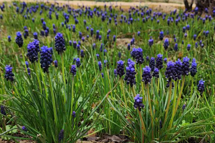 Spring flowers in Turkmenistan: snake onion among yellow Gagea in a mountain meadow