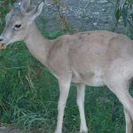 Turkmen mountain ram with curved horns in the Sünt-Hasardag reserve