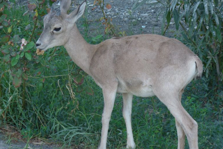 Turkmen mountain ram with curved horns in the Sünt-Hasardag reserve