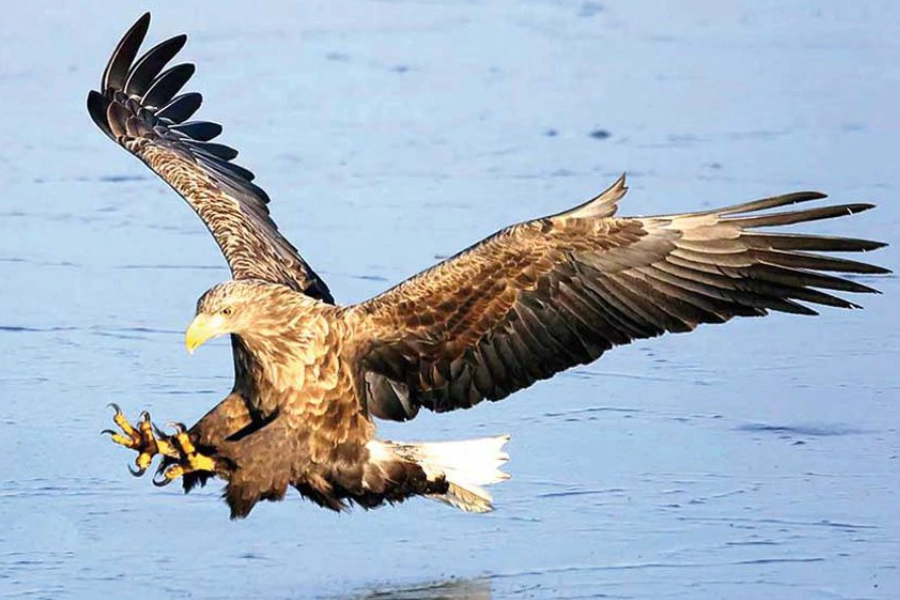 White-tailed eagle on the Turkmen coast of the Caspian Sea