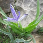 Early flowering plants Turkmenistan: Iris bucharica blooming on a rocky Koytendag slope