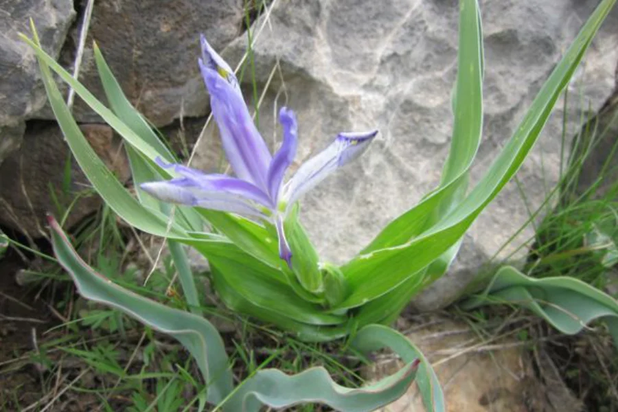 Early flowering plants Turkmenistan: Iris bucharica blooming on a rocky Koytendag slope