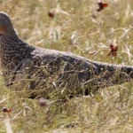 black-bellied sandgrouse Turkmenistan