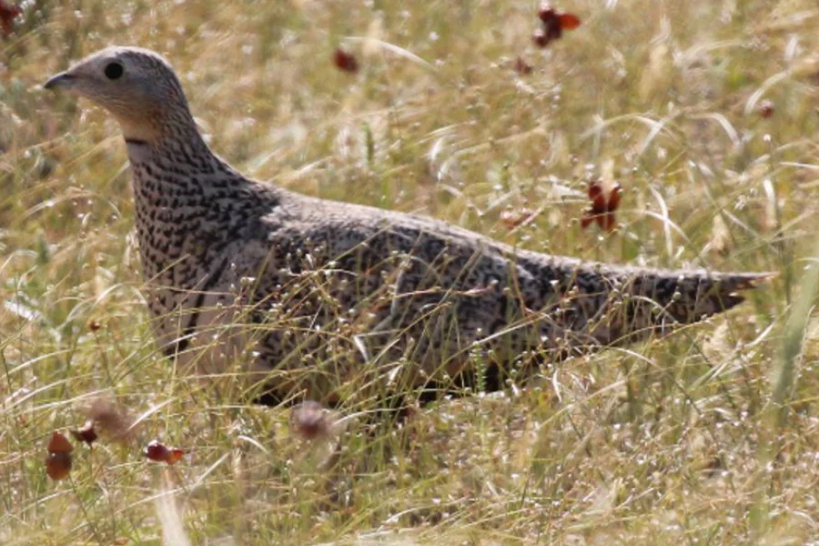 black-bellied sandgrouse Turkmenistan