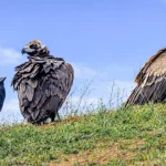 cinereous vulture Turkmenistan Badhyz nature reserve