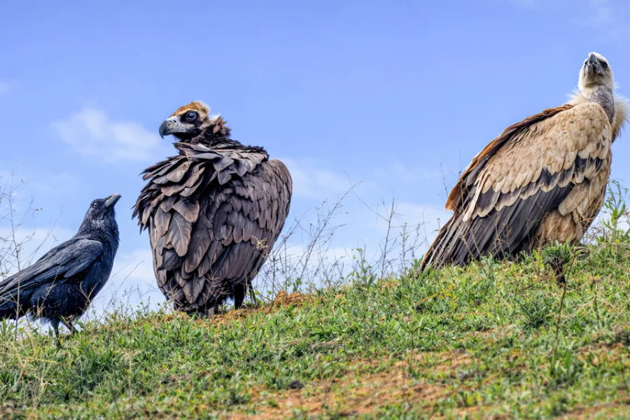 cinereous vulture Turkmenistan Badhyz nature reserve