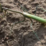 conehead mantis Turkmenistan — Empusa pennicornis on steppe vegetation