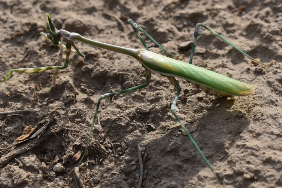 conehead mantis Turkmenistan — Empusa pennicornis on steppe vegetation