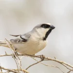 desert sparrow Turkmenistan