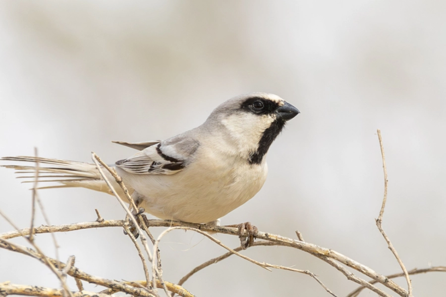 desert sparrow Turkmenistan