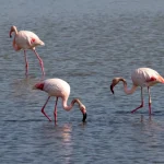Greater flamingos Phoenicopterus roseus at Garakol Lake in Turkmenistan