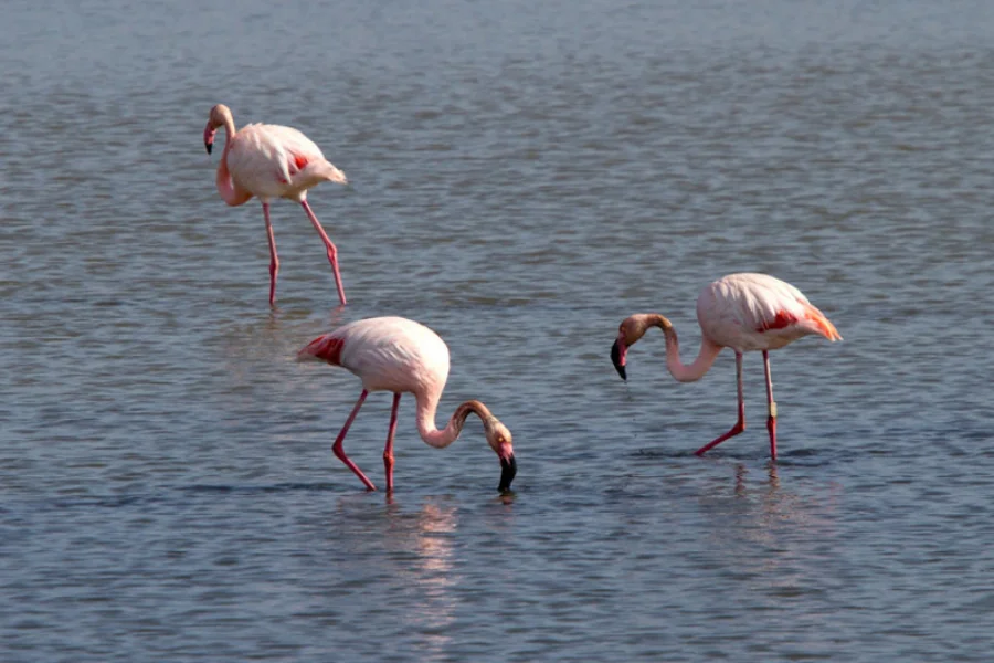Greater flamingos Phoenicopterus roseus at Garakol Lake in Turkmenistan