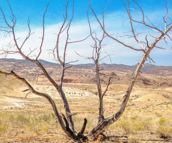 environmental management plan Turkmenistan ecosystem