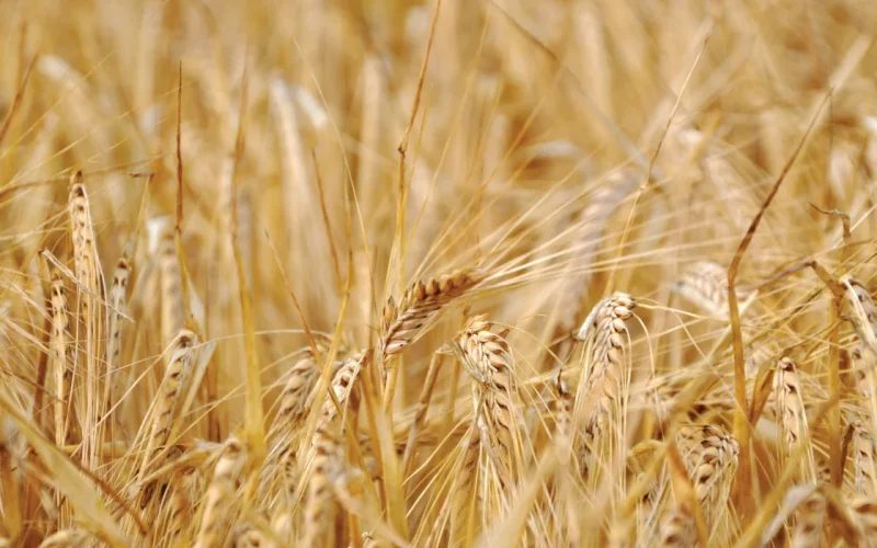 sustainable farming fields Turkmenistan