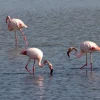 Greater flamingos Phoenicopterus roseus at Garakol Lake in Turkmenistan