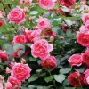 history-rose-cultivation-turkmenistan