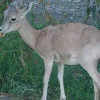 Turkmen mountain ram with curved horns in the Sünt-Hasardag reserve