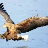 White-tailed eagle on the Turkmen coast of the Caspian Sea